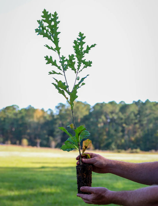 Bimundor’s Oak Seedling | Quercus × bimundorum