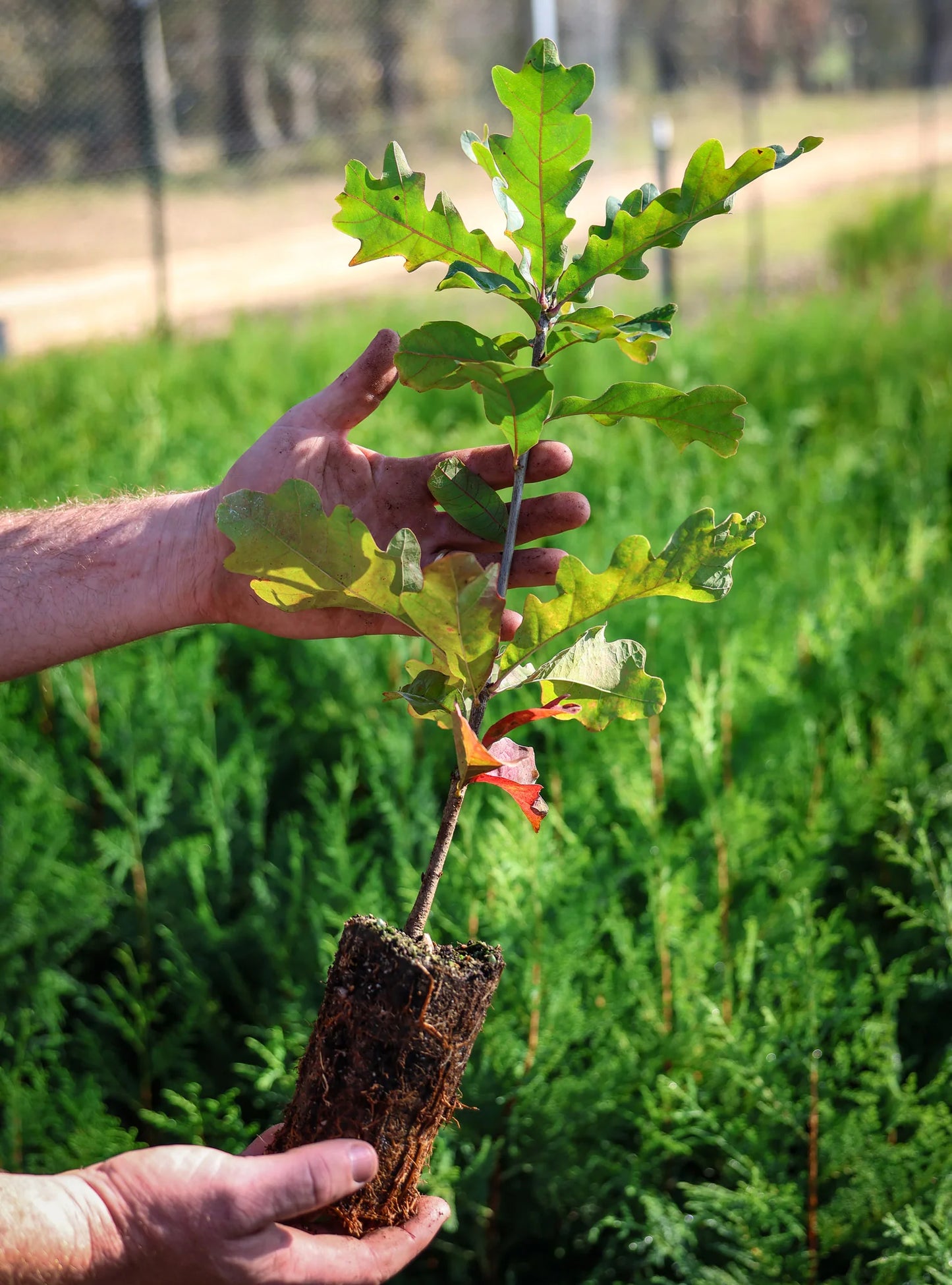 Bimundor’s Oak Seedling | Quercus × bimundorum