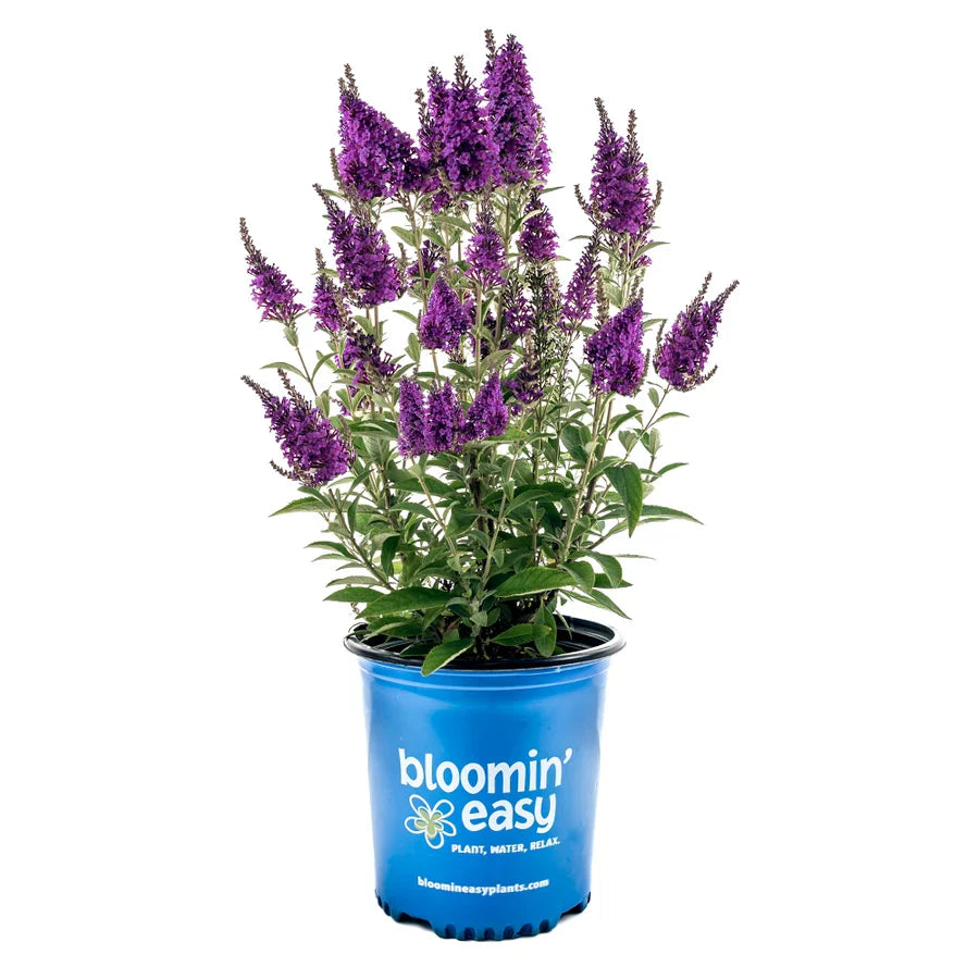 Birthday Cake™ Butterfly Bush | Non-Invasive Pollinator Shrub | Bloomin’ Easy®