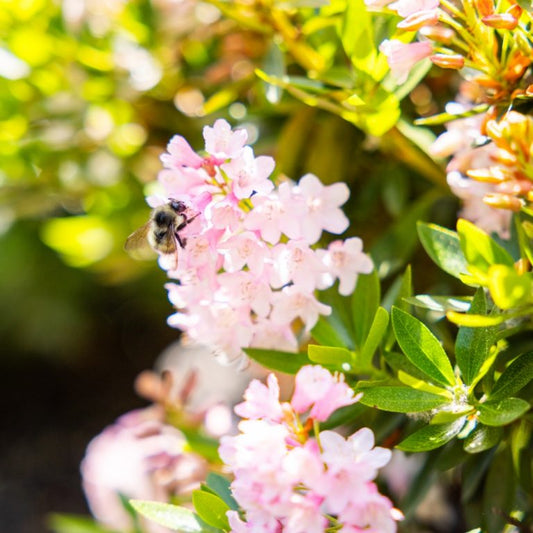 Bloombux® Blush Rhododendron – Boxwood Alternative with Pink Spring Flowers