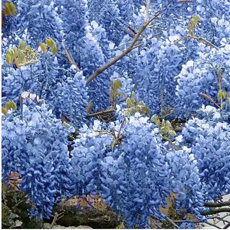 Blue Chinese Wisteria Tree