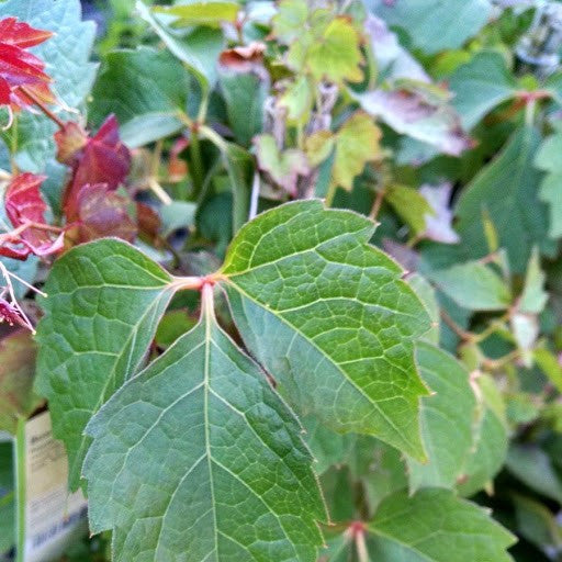 Boston Ivy | Partenocissus tricuspidata 'Boston Ivy'