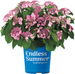 Endless Summer® Twist-n-Shout® | Reblooming Lacecap Hydrangea