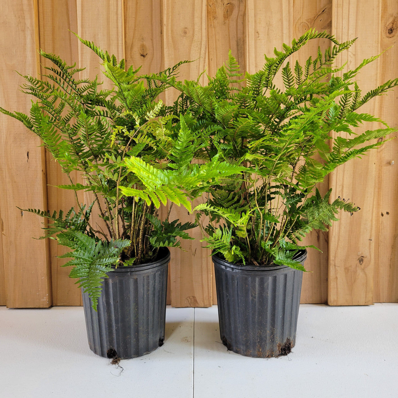 'Brilliance' Autumn Fern