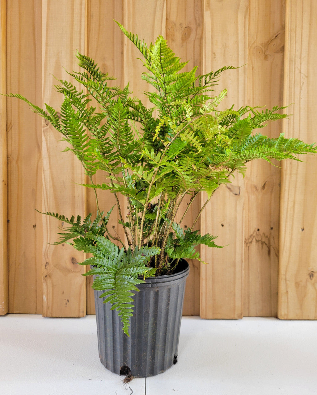 'Brilliance' Autumn Fern