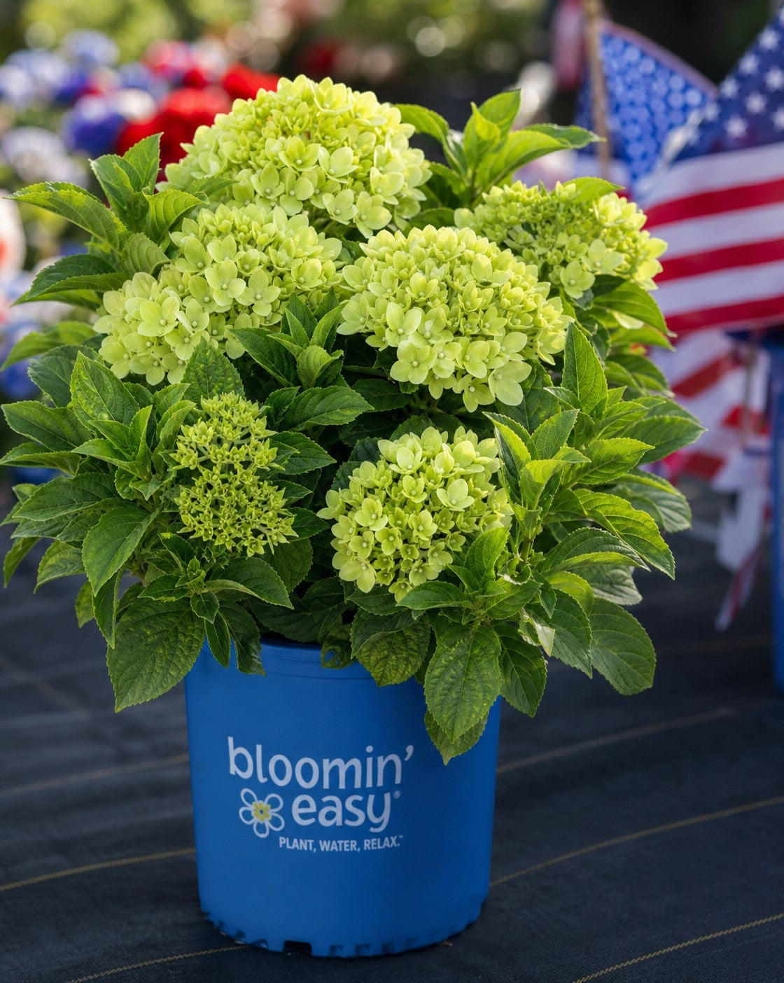 Bubble Bath™ Hardy Hydrangea | Hydrangea paniculata 'Bokomabou'