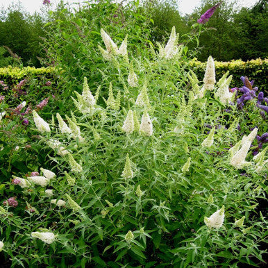 Buzz® Ivory Butterfly Bush | Buzz Buddleia Collection