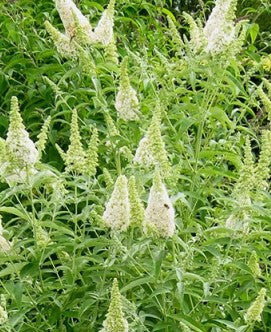 Buzz® Ivory Butterfly Bush | Buzz Buddleia Collection