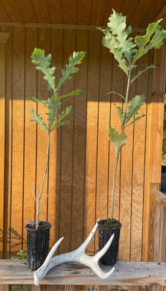 Bur Oak Seedlings | Quercus macrocarpa