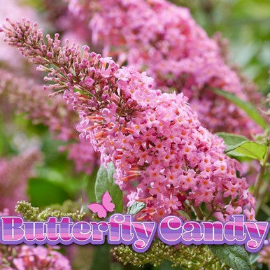 Butterfly Candy Lil' Taffy™ Butterfly Bush
