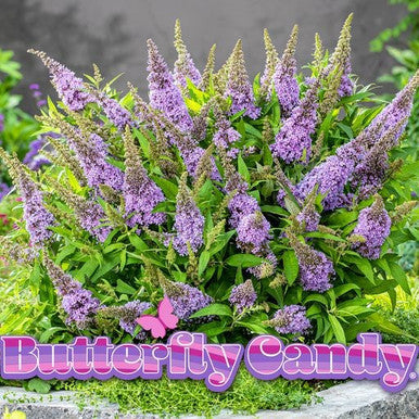 Butterfly Candy™ Butterfly Series | New Introduction for 2023 | 4 Exciting Colors