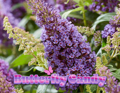 Butterfly Candy™  'Lil Lavender'™ Butterfly Bush