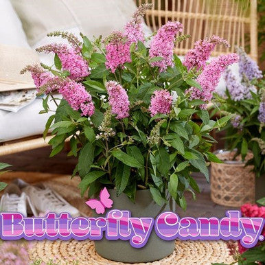 Butterfly Candy Lil' Taffy™ Butterfly Bush