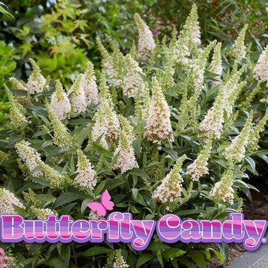 Butterfly Candy™  'Lil Coconut '™ Butterfly Bush