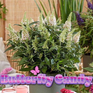 Butterfly Candy™  'Lil Coconut '™ Butterfly Bush