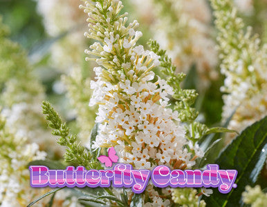 Butterfly Candy™  'Lil Coconut '™ Butterfly Bush