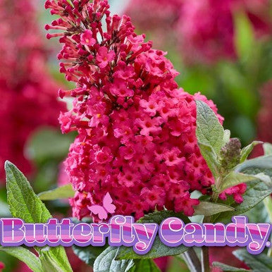 Butterfly Candy™ Butterfly Series | New Introduction for 2023 | 4 Exciting Colors