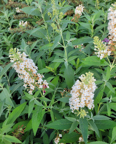 Buzz® Ivory Butterfly Bush | Buzz Buddleia Collection