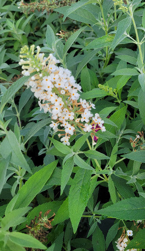 Buzz® Ivory Butterfly Bush | Buzz Buddleia Collection