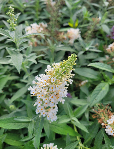 Buzz® Ivory Butterfly Bush | Buzz Buddleia Collection