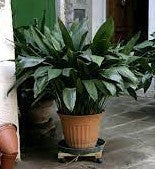 Cast Iron Plant | Aspidistra elatior