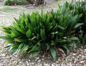 Cast Iron Plant | Aspidistra elatior
