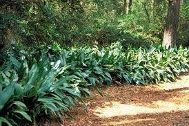 Cast Iron Plant | Aspidistra elatior