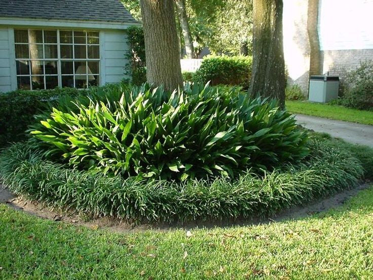Cast Iron Plant | Aspidistra elatior