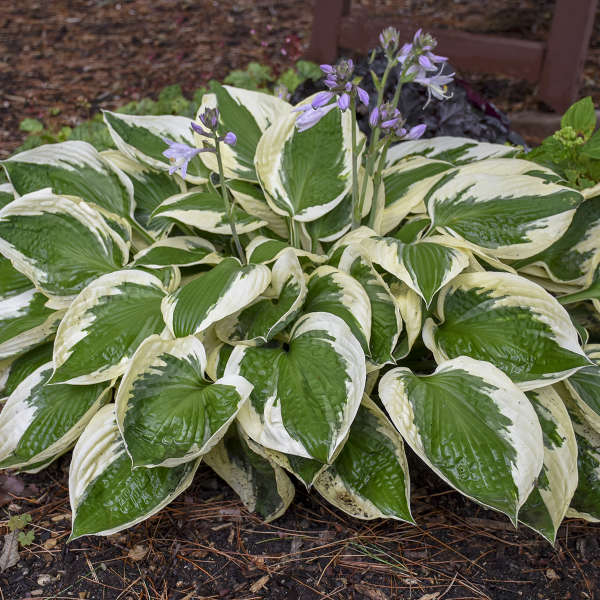 Patriot Hosta | Hosta x 'Patriot'
