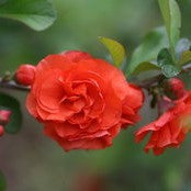 Double Take Orange Quince