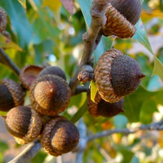Cherrybark Oak | Quercus pagoda – Seedlings