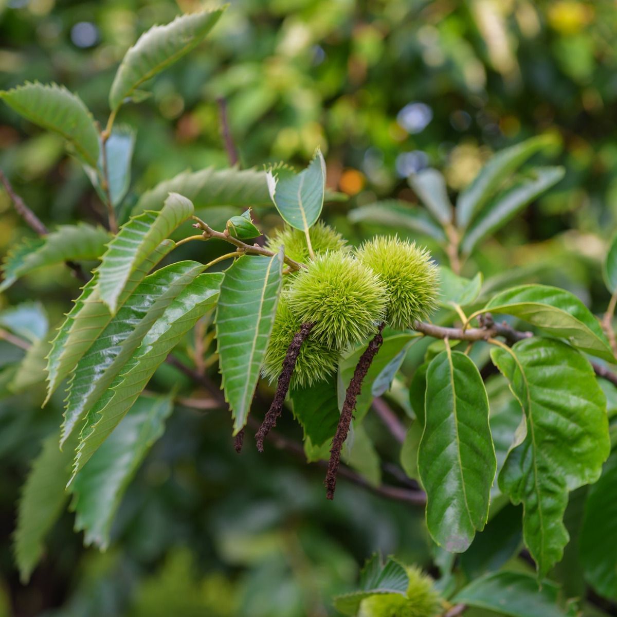 Chinese Chestnut – Castanea mollissima