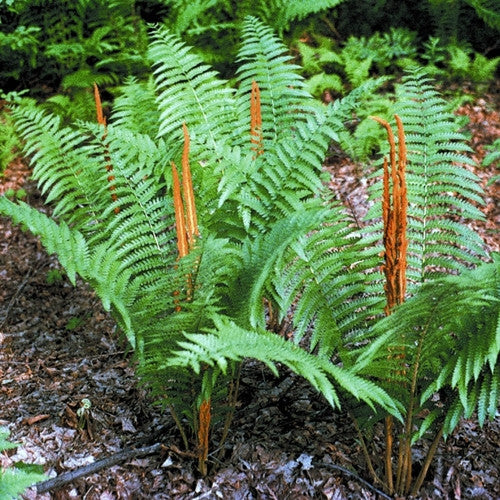 Cinnamon Fern | Osmunda cinnamomea