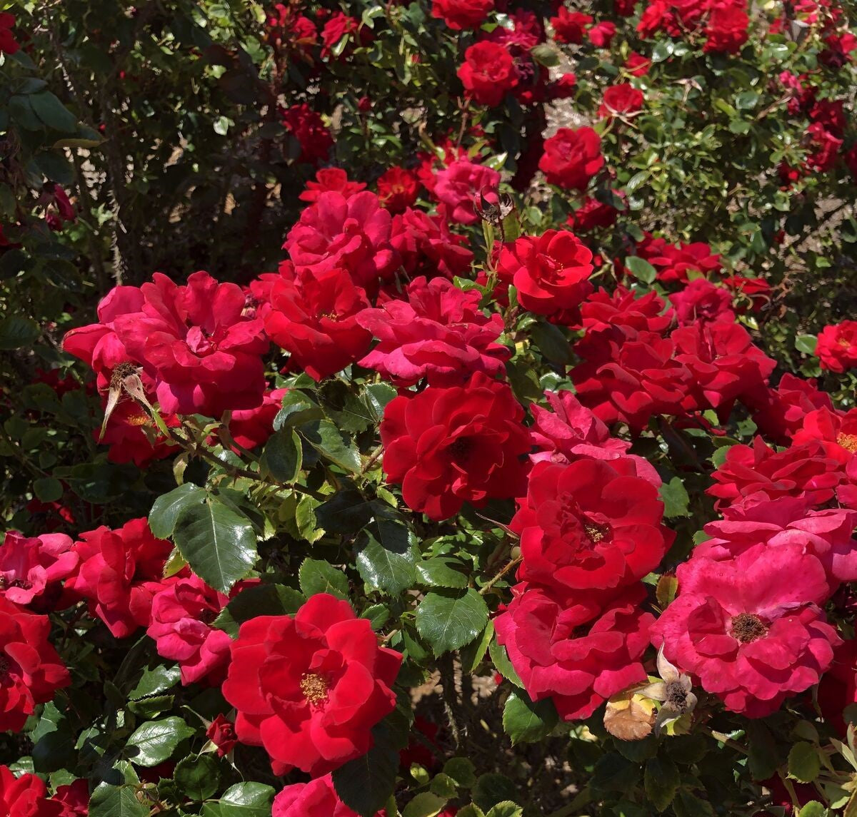 Cinnamon Hearts™ Rose -Repeat Bloomer