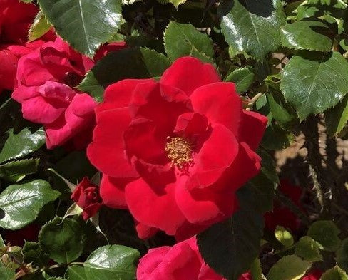 Cinnamon Hearts™ Rose -Repeat Bloomer