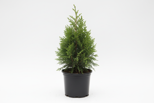 create a image of a leyland cypress in a 1 gallon pot with a white background