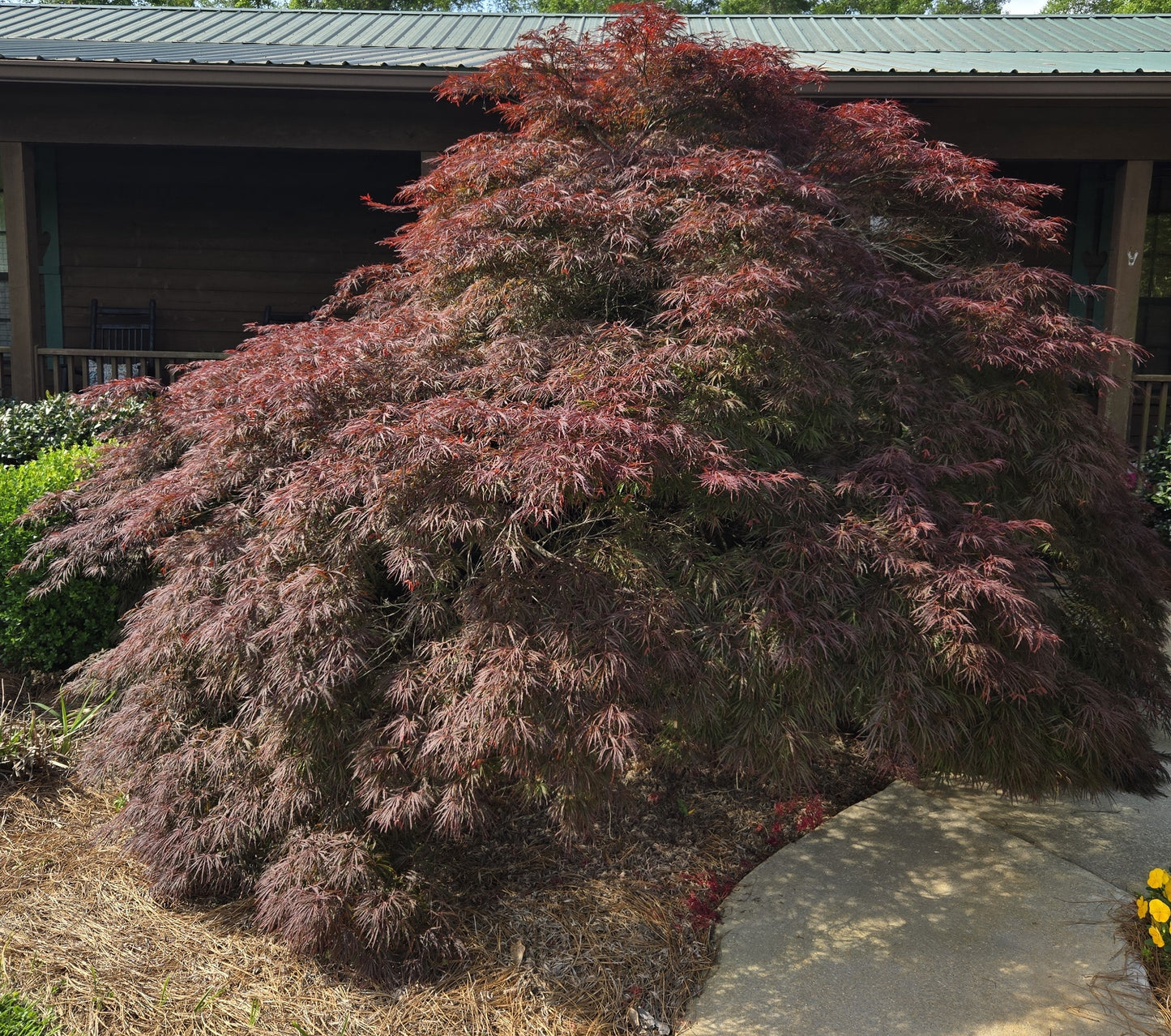 Crimson Queen Maple  - Premium Quart - Free Shipping