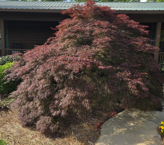 Crimson Queen Maple  - Premium Quart - Free Shipping