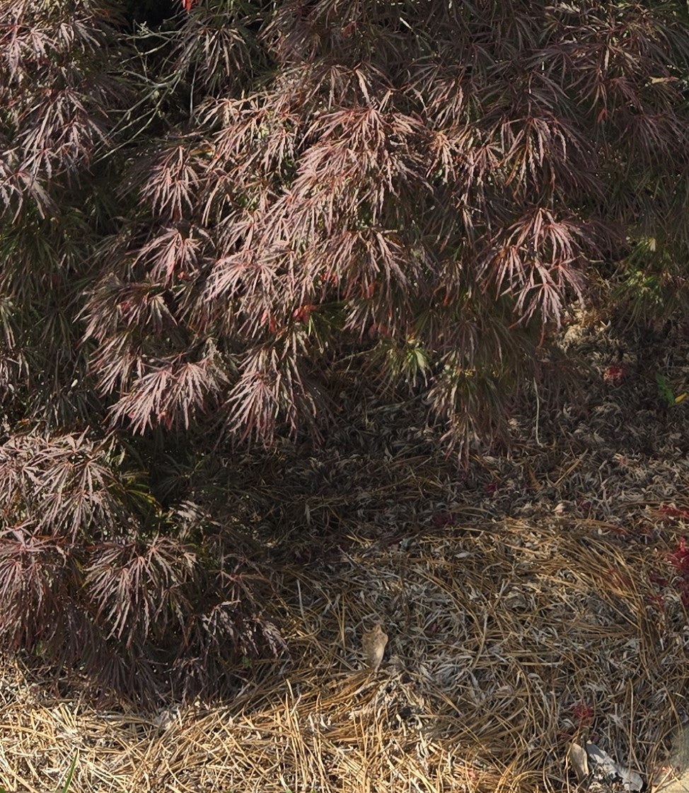 Crimson Queen Maple  - Premium Quart - Free Shipping