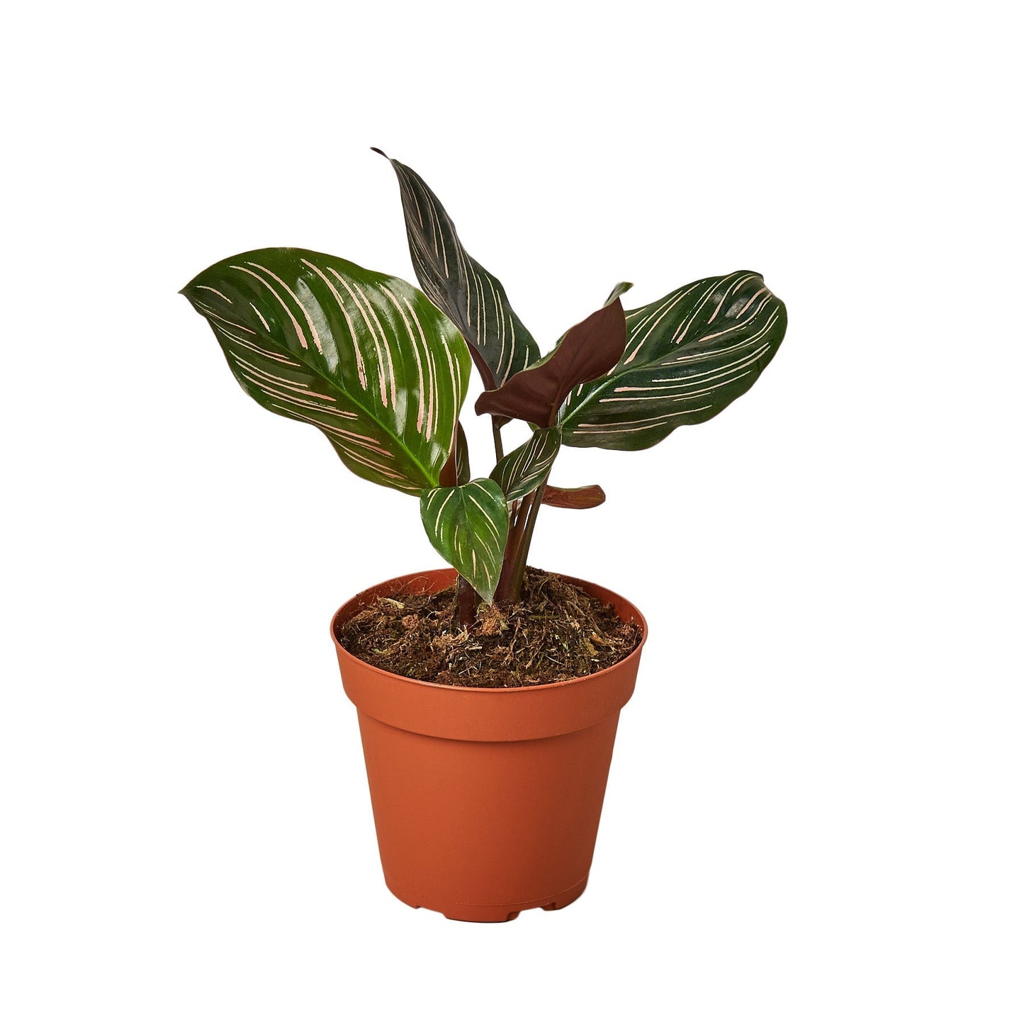 Calathea 'Ornata' – Pinstripe Calathea
