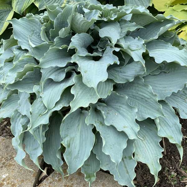 Hosta ‘Dancing with Dragons’