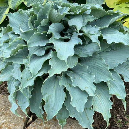 Hosta ‘Dancing with Dragons’