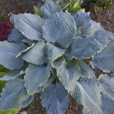 Hosta ‘Dancing with Dragons’