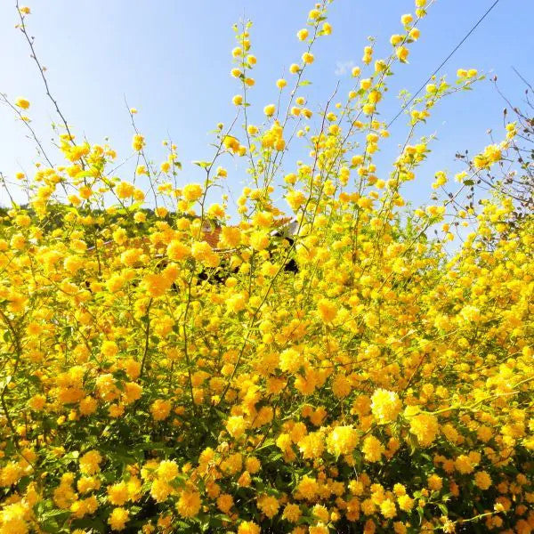 Double Flowering  Japanese Kerria | Kerria japonica 'Plenifolia'