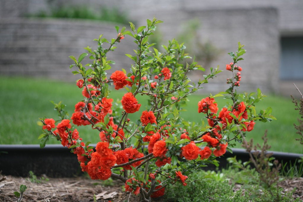 Double Take Orange Quince