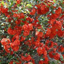 Double Take Orange Quince