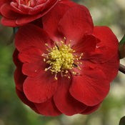Scarlet Storm Double Take Flowering Quince