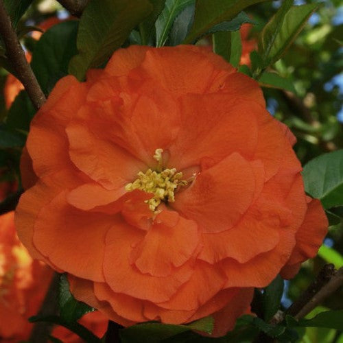 Double Take Orange Quince