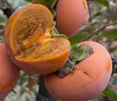Chocolate Asian Persimmons | 4 Feet Tall Trees | Free Shipping!