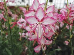 Gaura 'Rosy Jane' | Gaura lindheimeri ‘Harrosy' Rosyjane